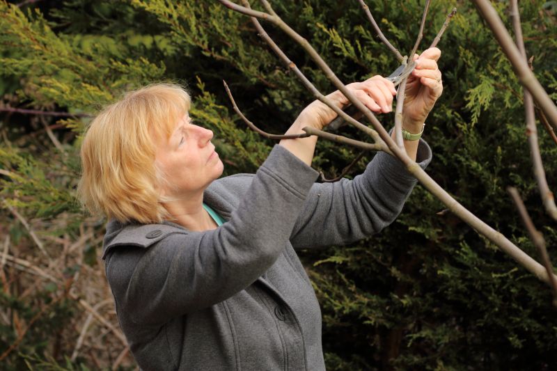 Fruit Tree Pruning