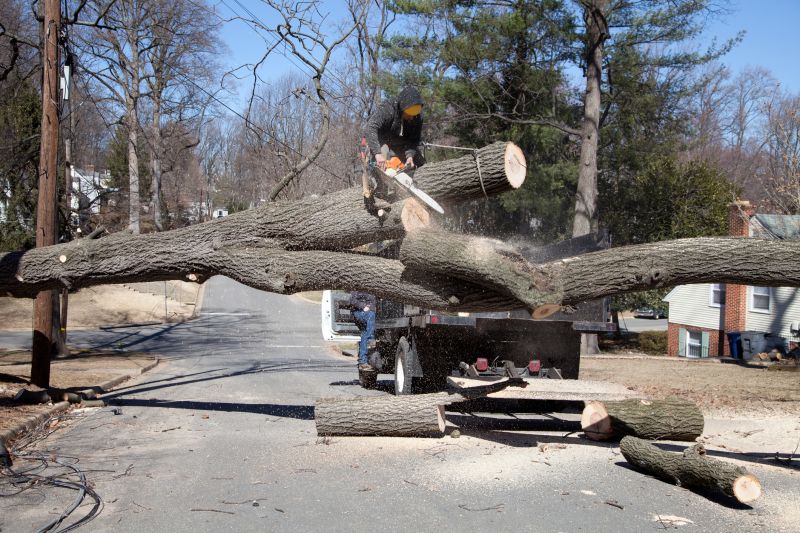 Birch Tree Removal in Aiken, SC