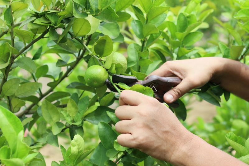 Cost of Fruit Tree Pruning — Cost of Fruit Tree Pruning
