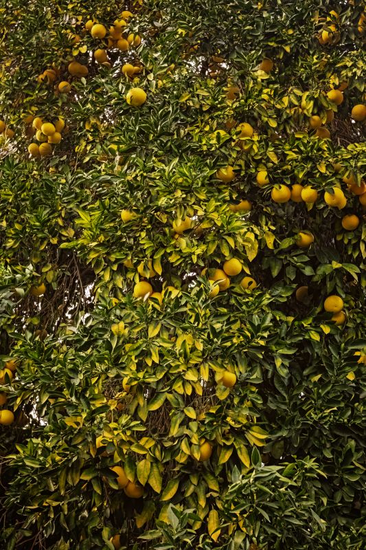 Cost of Fruit Tree Pruning — Cost of Fruit Tree Pruning