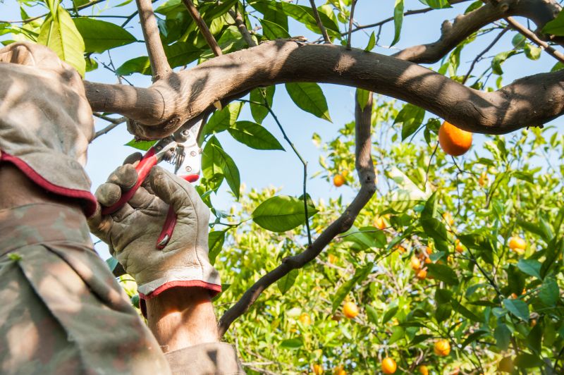 Cost of Fruit Tree Pruning — Cost of Fruit Tree Pruning