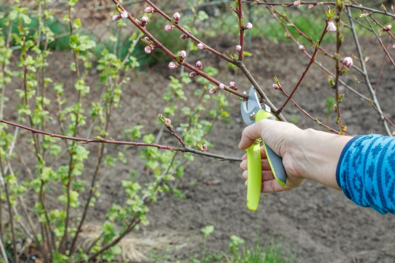 Cost of Fruit Tree Pruning — Cost of Fruit Tree Pruning