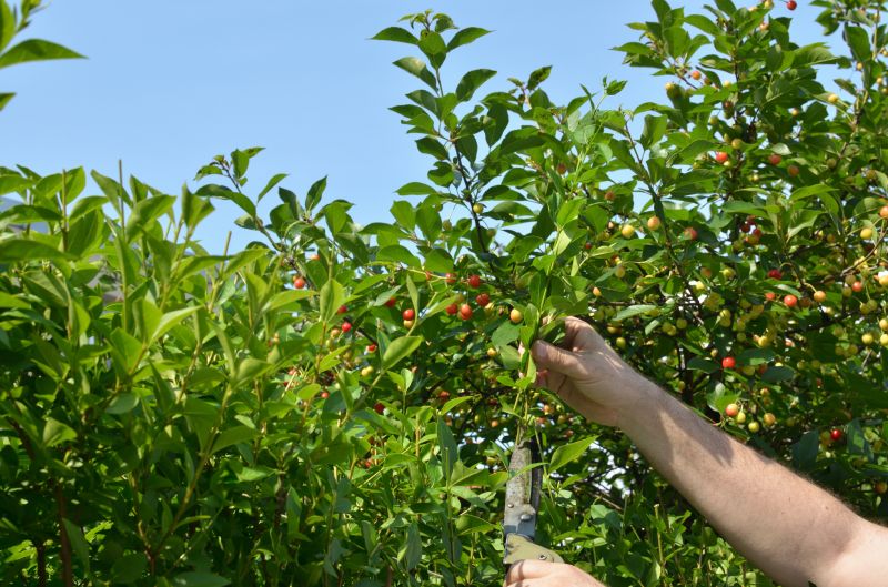 Cost of Fruit Tree Pruning — Cost of Fruit Tree Pruning