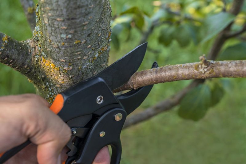 Fruit Tree Pruning