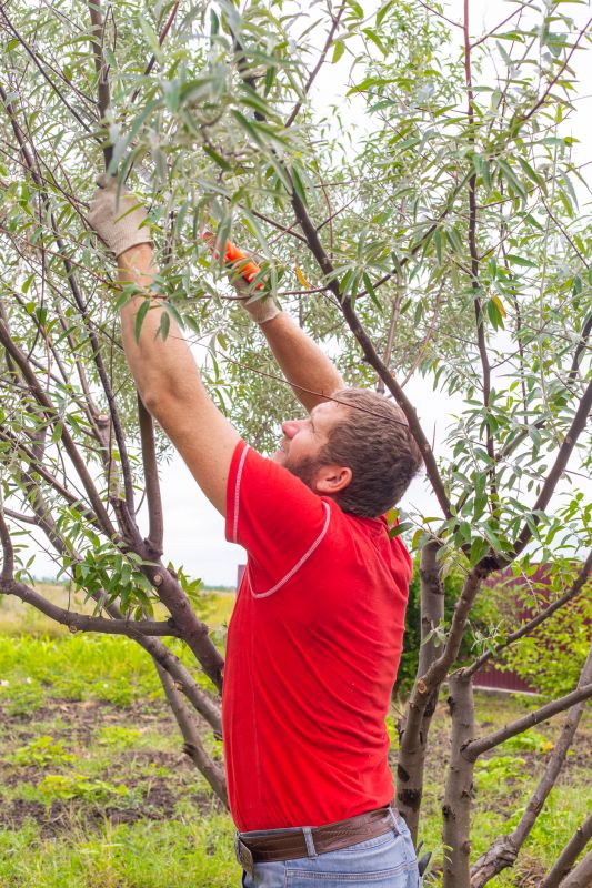 Maple Tree Pruning in Reno, NV