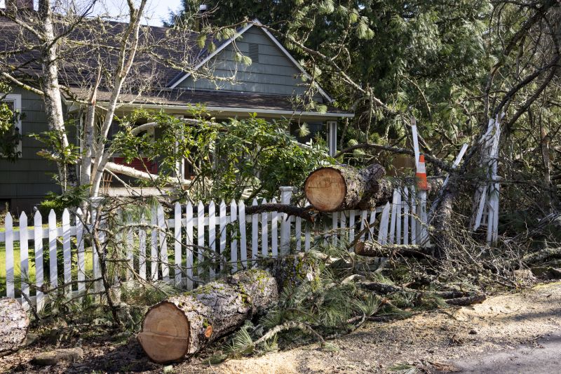 Mimosa Tree Removal in Aiken, SC