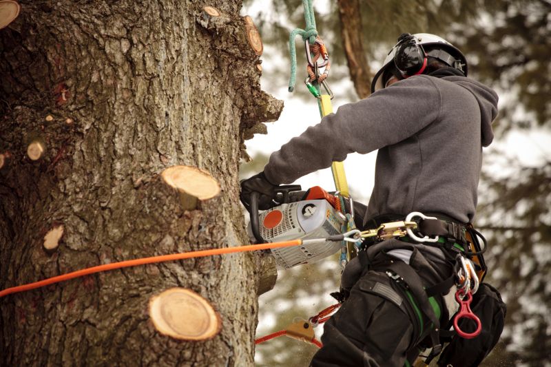 Arborist Performing Precision Trimming