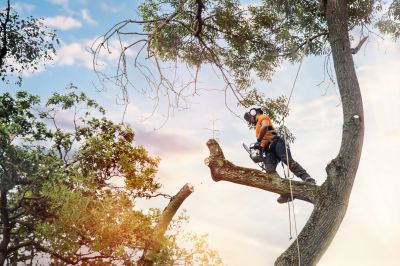 Professional Tree Trimming in Action