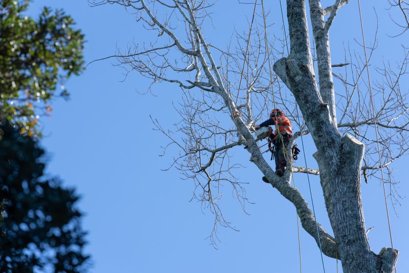 Assessing Tree Condition