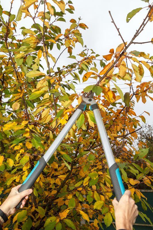 Preparation for Pruning