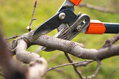 Give Your Tree The Professional Attention it Deserves