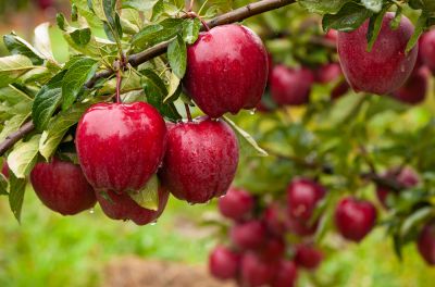 Improve Healthy Fruit Growth