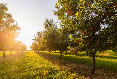 Improve The Overall Look of Your Tree
