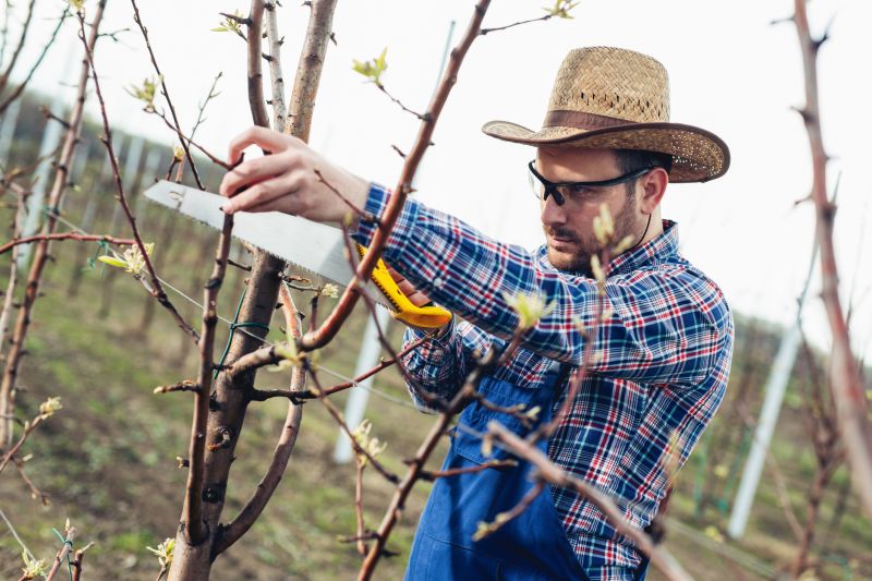 Canopy Pruning in Doylestown, PA
